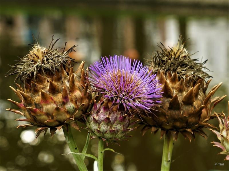 bdFoto 13.JPG - Artis en de hortus botanicus